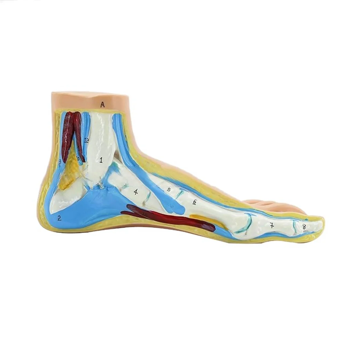 Foot Anatomy Model, Human Anatomy Foot Model, Normal Flat Arched Foot Model, Human Foot Muscle Model Flat Feet(Normal )