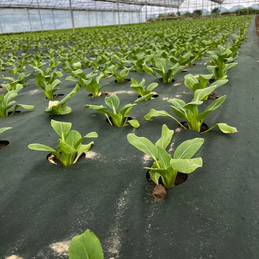 

Pre-punched Holes Perforated Grass Proof Cloth Biodegradable Double Layer Weed Control Ground Cover with Ground Nails Non-woven
