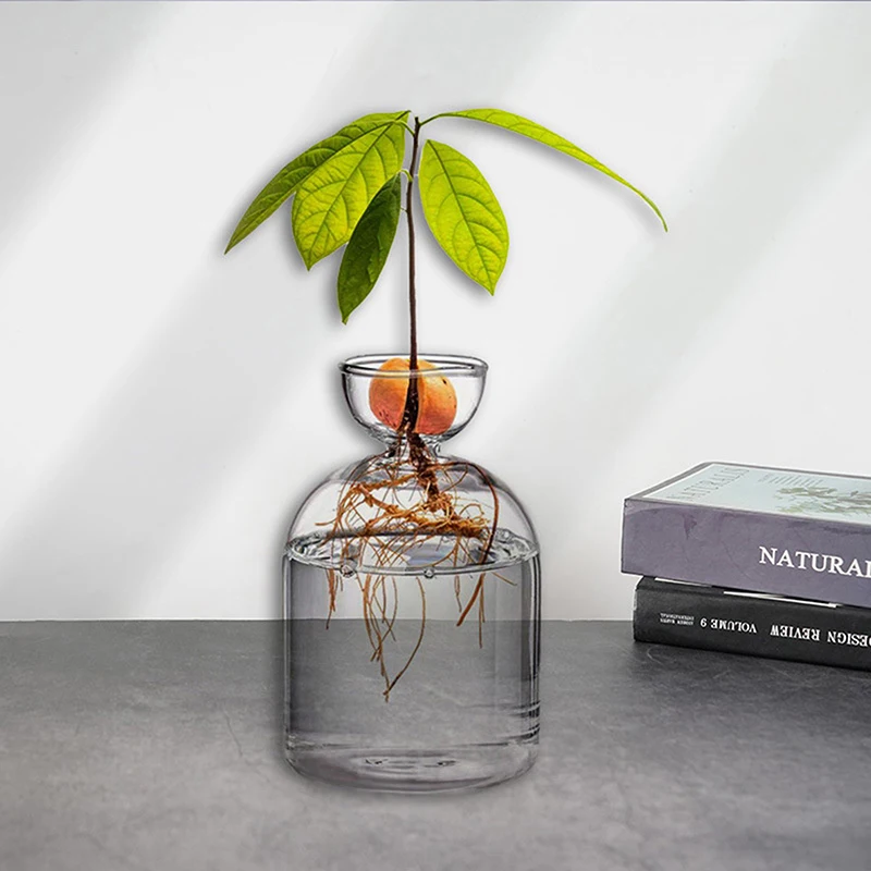 Transparent Glass Vase Avocado Seed Starter Vase  Vase For Growing Plant Glass Seed Growing Kit For Gardening Lovers