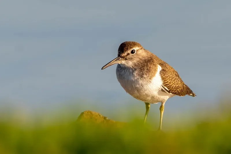 

Очки SKYZONE SKY02O FPV — OLED 640x400 29 ° FOV, 5.8G 48CH SteadyView, 64 ГБ DVR/Tracker головы для радиоуправляемого дрона