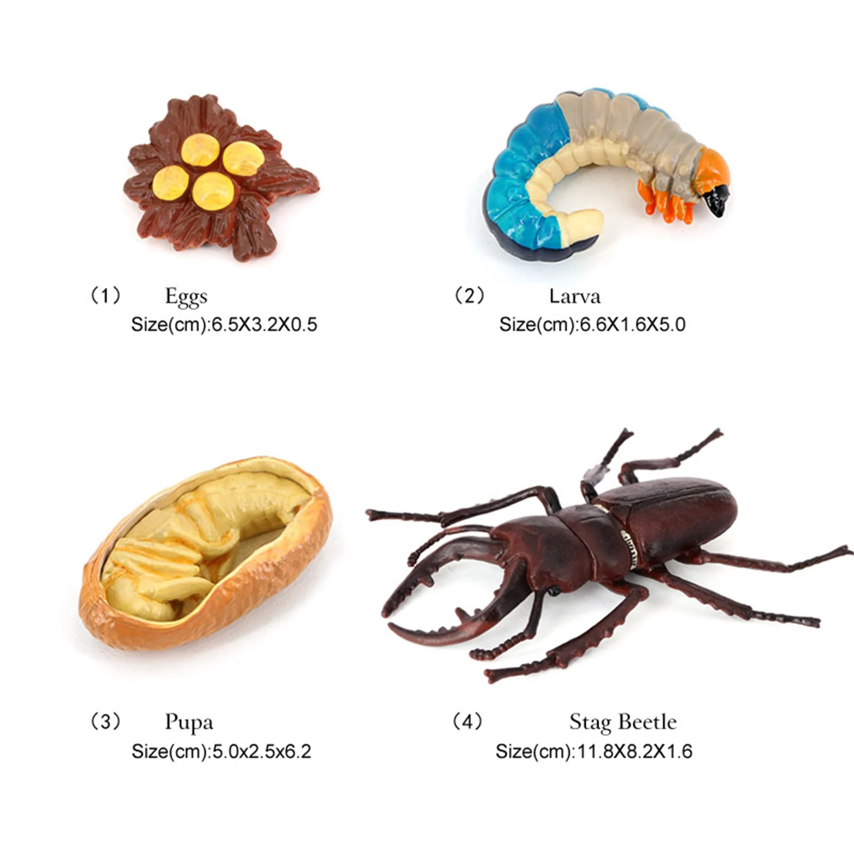 Stag Beetle Animal Life Cycle,Animals Growth Cycle Life Cycle Model,Insect Growth Cycle Model Educational Kids Toys F