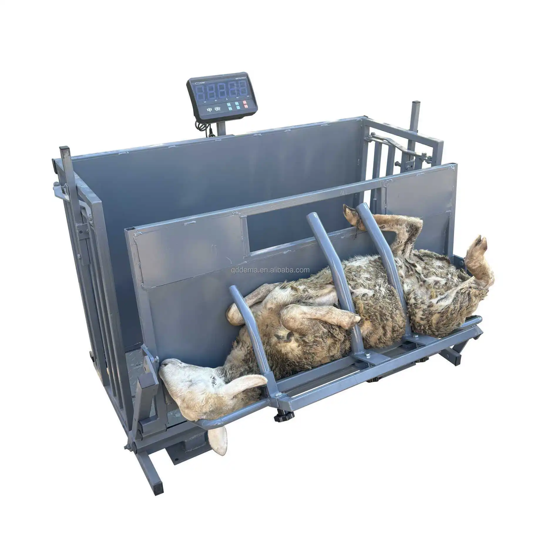 Portable Easy Handling Sheep Farm Yard Equipment Metal Tube Goat Sheep Crush Sheep Catcher Chute