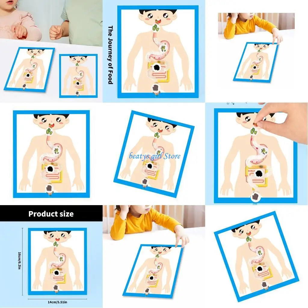 

C7AB Образовательная модель пищеварительной системы. Анатомическая модель пищеварительного органа. Учебный инструмент.