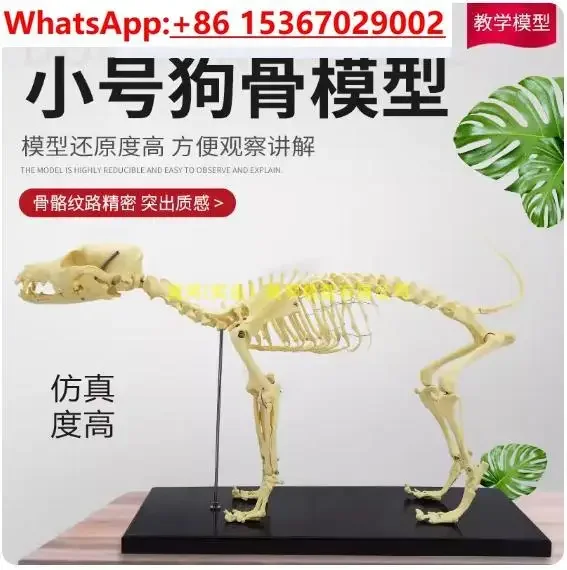 small dog Canine pvc skeleton model animal skeleton model