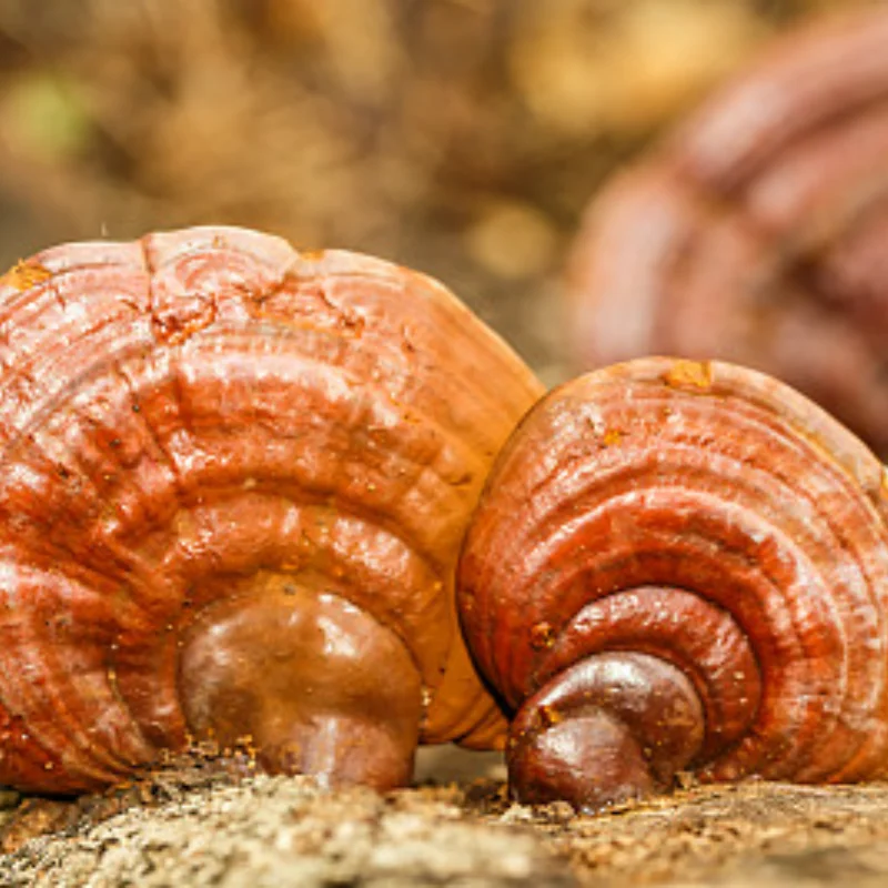 

RC 30 кг/.09S цифровой сервопривод из нержавеющей стали, водонепроницаемый сервопривод для радиоуправляемых автомобилей масштаба 1/8, 1/10, 1/12