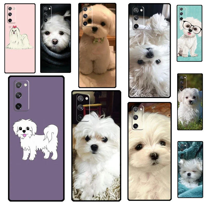 Maltese Dog Puppy C…