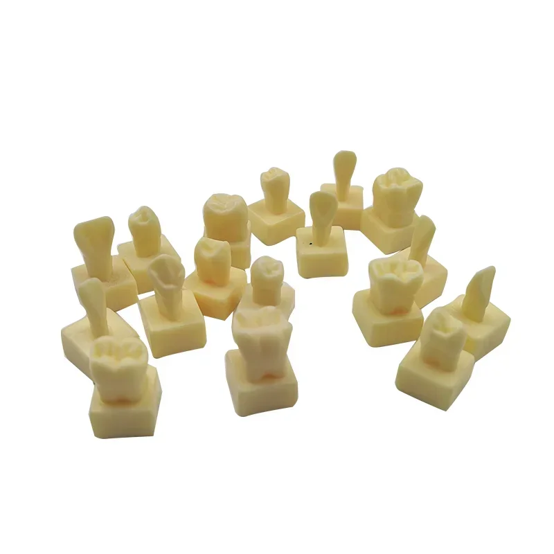 Dental with Tooth Structure and Practice Tooth Carving Teaching Comparison Model Pit Fissure Caries Dentist Lab Material Tools