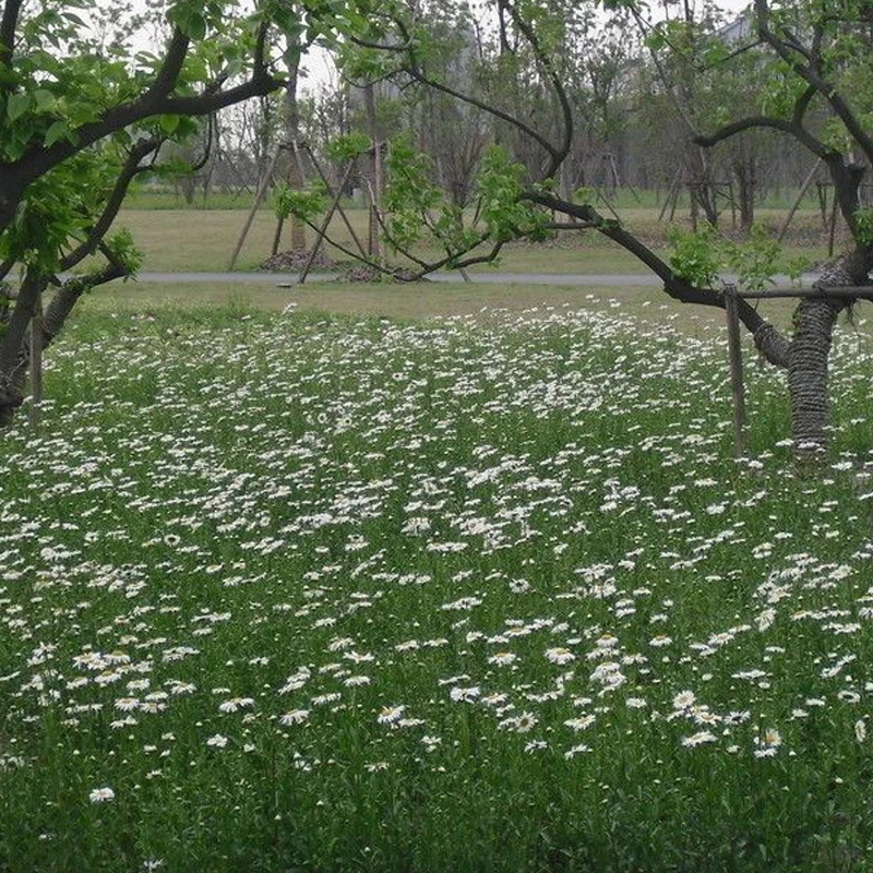 

Модифицированный передний бампер с диффузором и спойлером для BMW 4 серии G22 G23 420i 430i i4 M50 M Sport 2-дверное купе/кабриолет 2020-2024