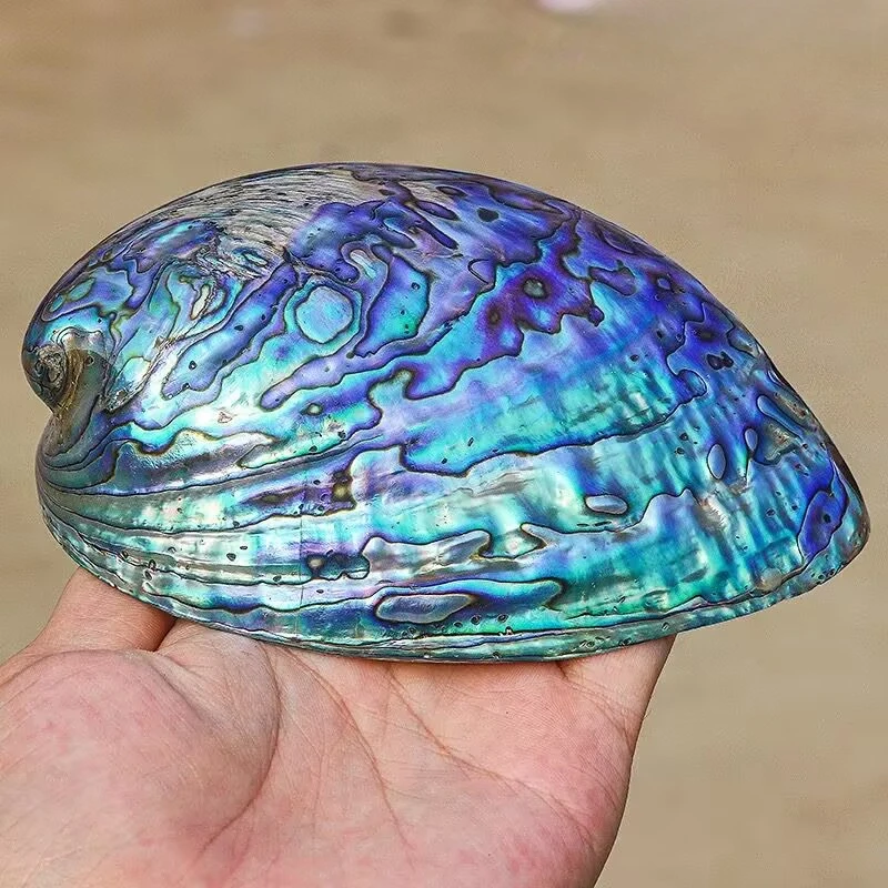 New Zealand Pattern Abalone Sh - Aquarium Fish New Zealand 评论和价格