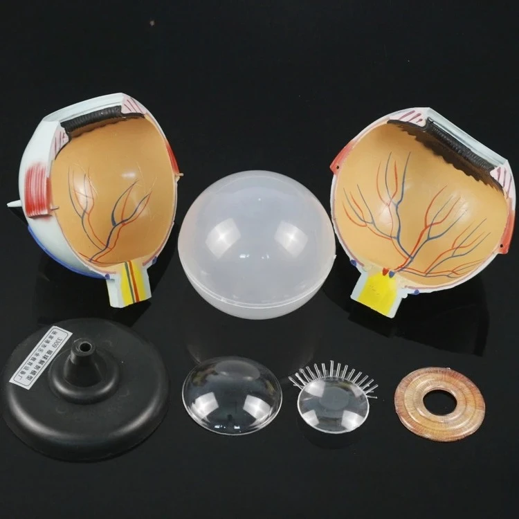 

Eyeball model Removable anatomical enlarged eye model Biomedical 6x natural eye size