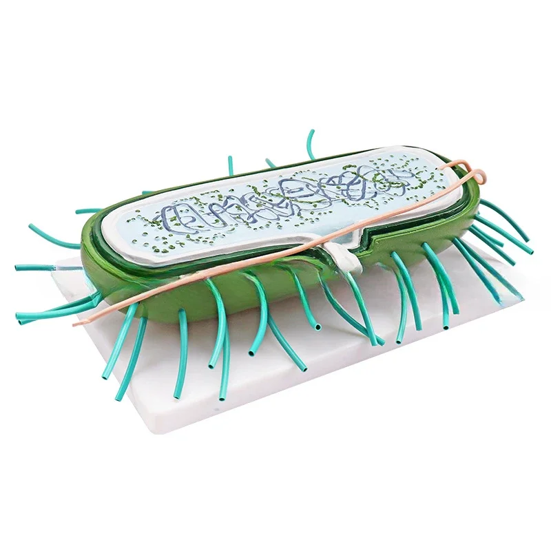 

Bacteria Model New Course Standard Biology Teaching Model