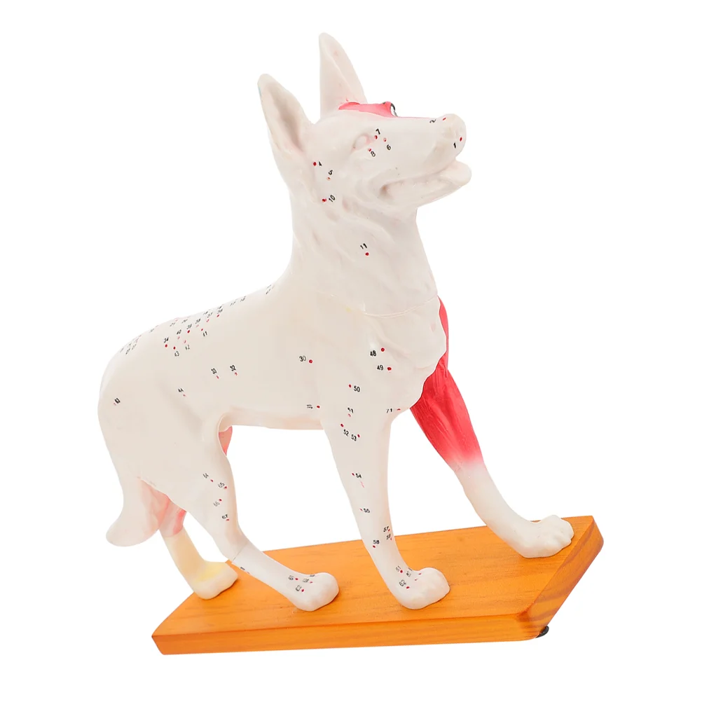 Dog Acupoint Model Anatomical Body Acupuncture Training Desktop Student Tools Teaching Canine School Office