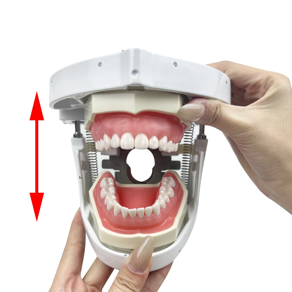 Typodont جهاز محاكاة الأسنان نموذج رأس بسيط رأس فانتوم للأسنان مع الأسنان لممارسة التدريس وحدة معدات طبيب الأسنان #5