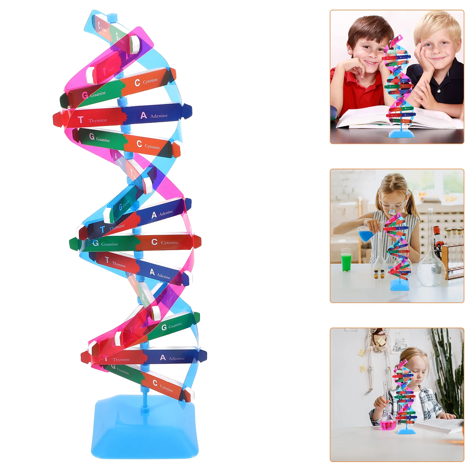 Dna Model Science Educational Instrument Teaching Aids Biology Self-assembling Human Learning Metal Gene