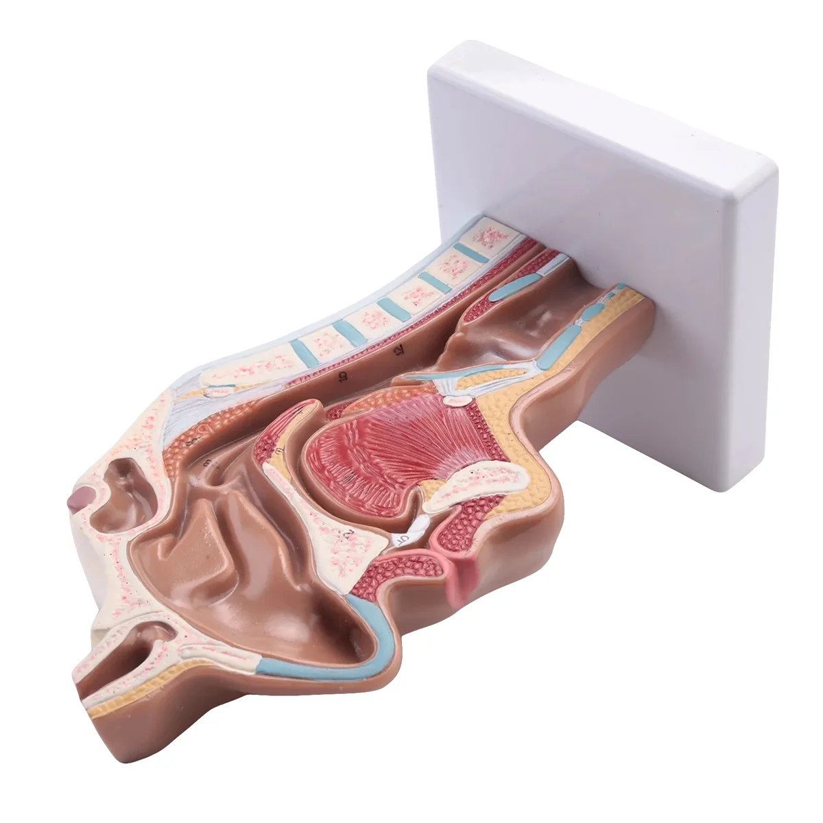 

RA-Human Anatomical Nasal Cavity Throat Anatomy Model For Science Classroom Study Display Teaching