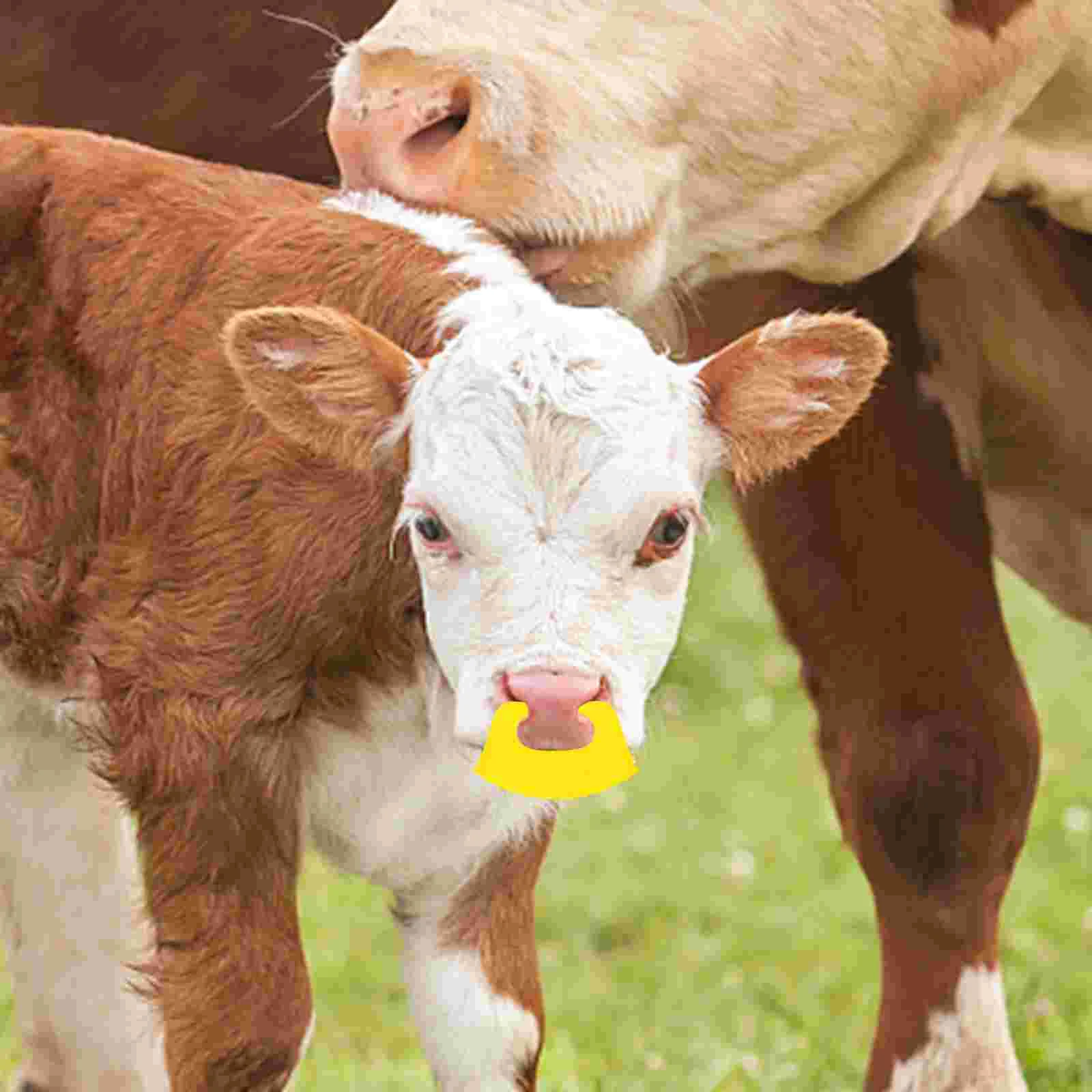 10 pcs Borjúbőr weaner Animal Plasztikus anyag Nadrág éle csipesz Telelválasztás Munkaeszköz Gonosz fráter Karika PP Ajánlattétel Lábasjószág