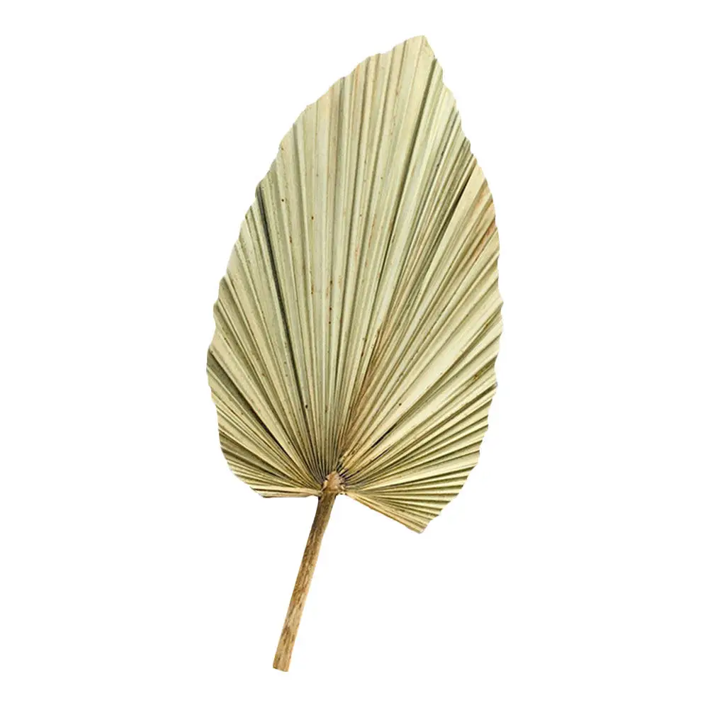1Pcs Natural Dried Palm Leaf Decor Fresh Green Wall Hanging Wedding Party Photo Prop Hawaii Theme Living Room Bedroom Holiday