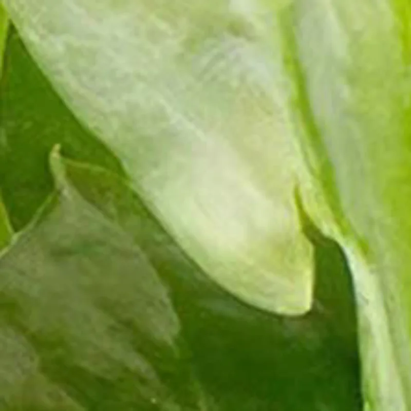 

100 шт., защищенные пластиковые зажимы для растений, обновленные зажимы для поддержки растений, садовые зажимы для вьющихся растений, опорные зажимы, зажимы для фиксации растений