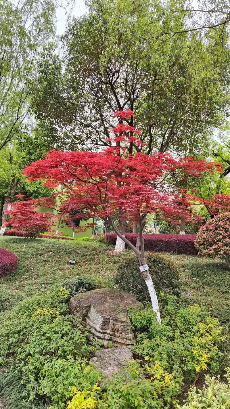 

Party Thick Heavy Lovely Smoothies Bowl Cup Creative 3D Transparent Fish Shape Bar Cocktail Glass Cold Drink Tiki Mug Barware