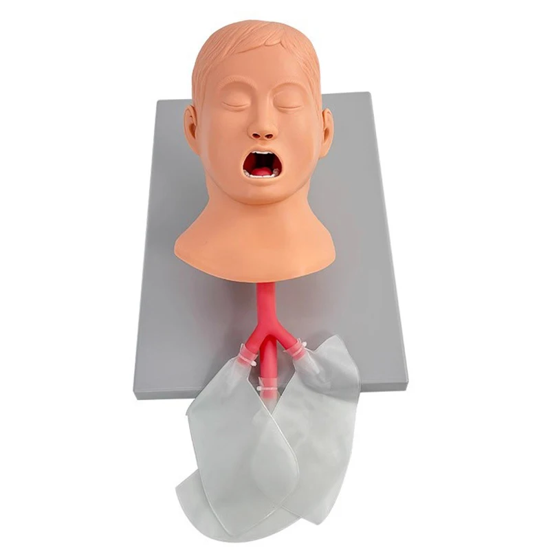 J1A Child Trachea Intubation Training Model，Medical Teaching Model，Advanced Human Tracheal Intubation Training Model