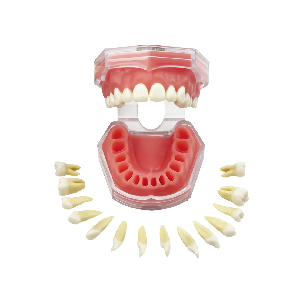 Dental Typodont Study Teaching Model Soft Gum with Removable Teeth M7008 For Patient Education Demo Extraction Pratice Product