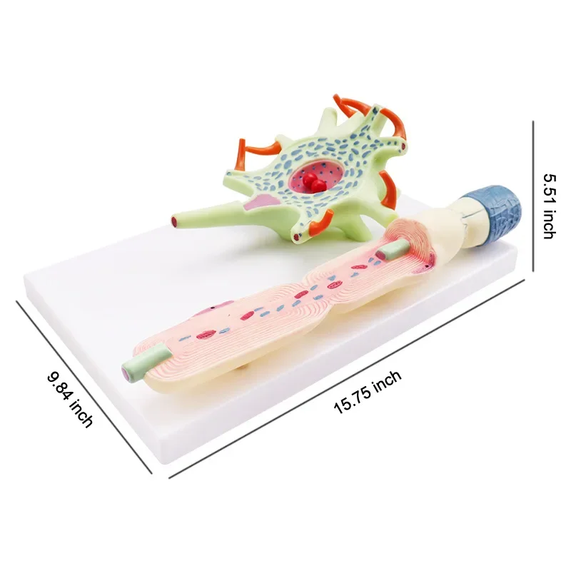

1PC Neuron Cell Study Model School Experimental Equipment Medical Teaching Equipment