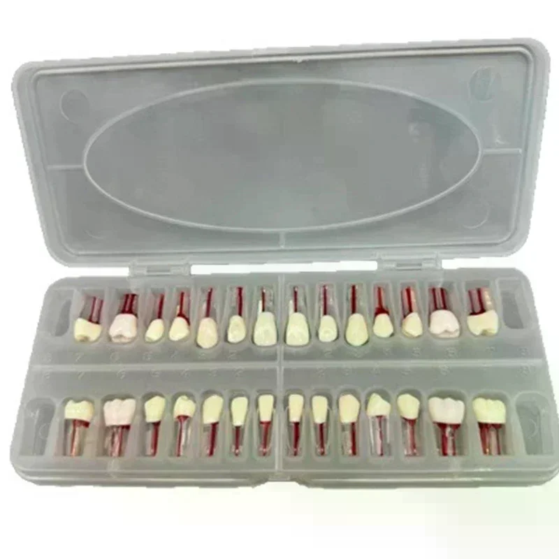 

28pcs/set Dental Endodontic Teeth Model Full Mouth Root Canal Practice Study Model Endo Teeth Block Training