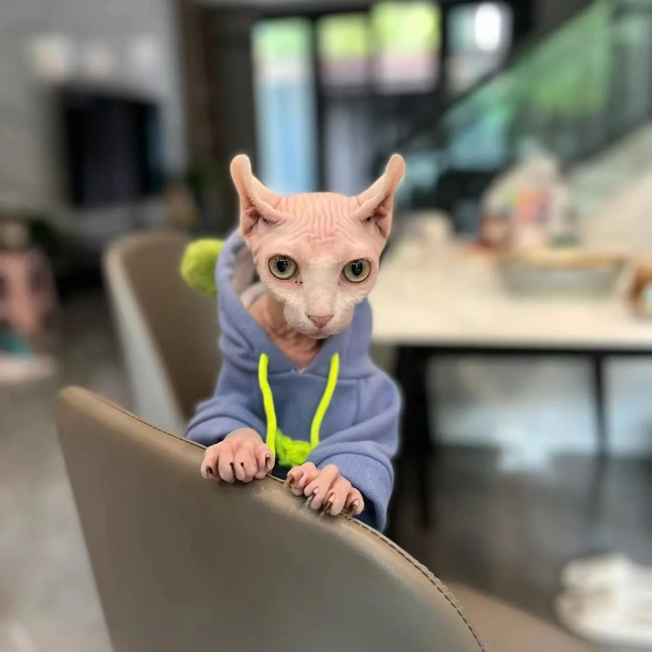 Fashion Blue Hoodie Sweater for Cat 2-legged Winter Coat for Sphynx Warm Sweatshirt for Kittens Soft Loungewear for Devon Rex