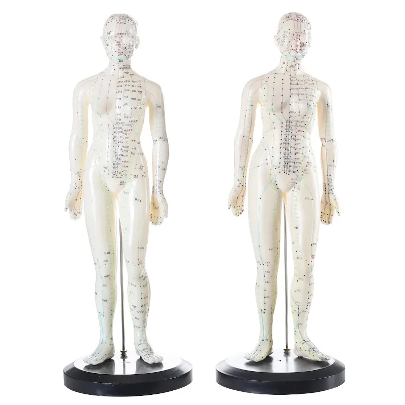 Acupuncture Manniquin Body Female Model PVC Male Human Acupuncture Model Acupoint Traditional Chinese Medicine Anatomical Models