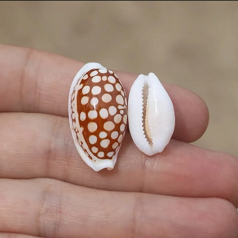 Natural Rare Conch Shell Purple Sesame Flower Deer Treasure Series Home Landscaping Decoration Collection Specimen Ornament