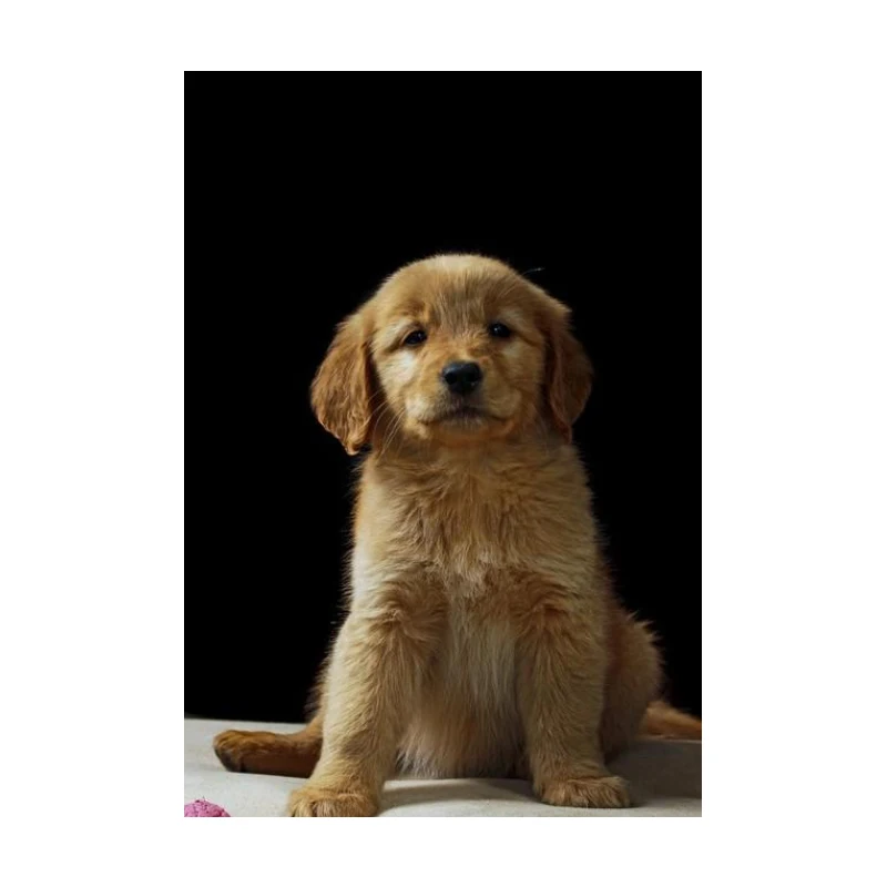 Wifi Sports Camera … - image