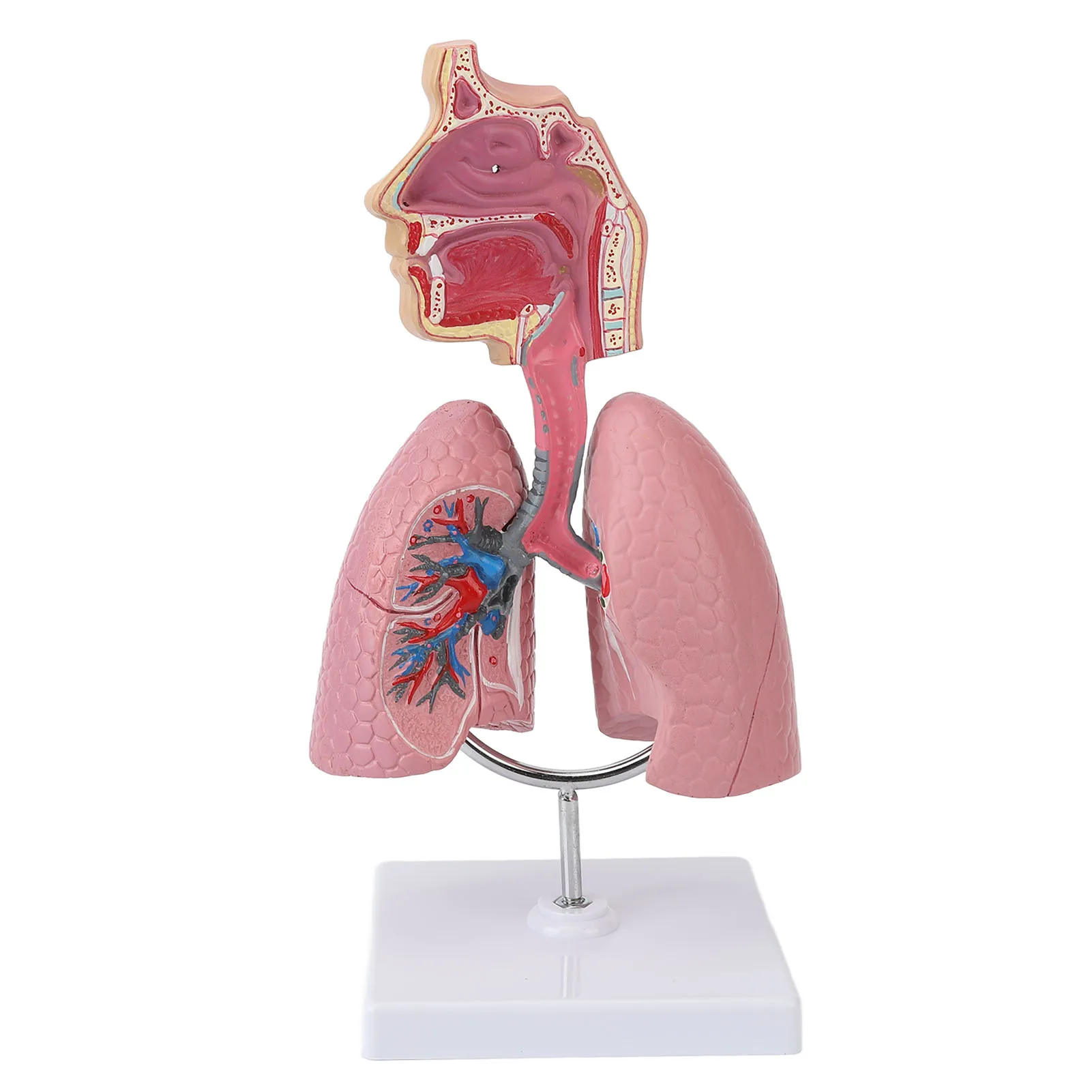 Respiratory System Model with Removable Heart Human Lung Anatomical Model Display for Students Study Teaching Tool