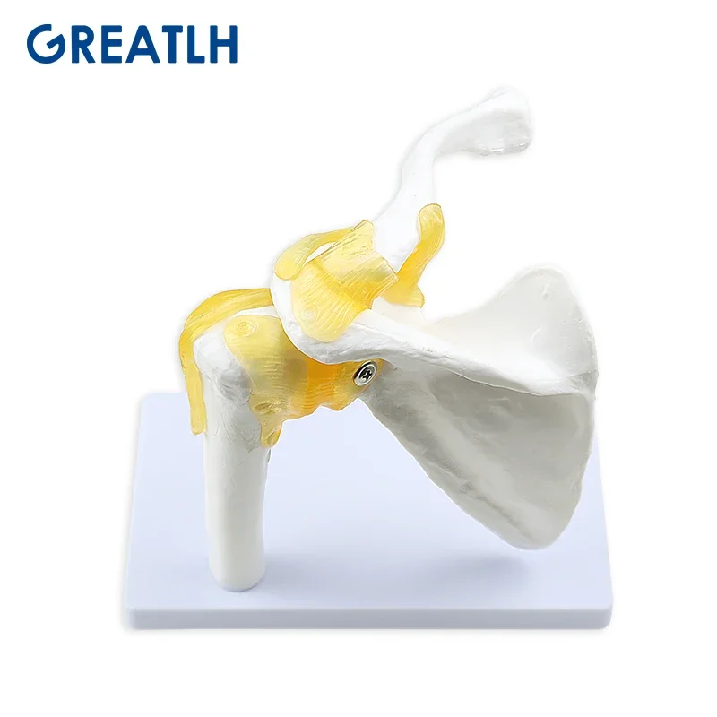 Human Skeleton Shoulder Joint Model Anantomy Teaching Three-dimensional Medical Mold