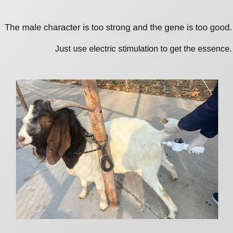 

ConvenientVeterinary electric stimulation cattle sheep semen collection breeding artificial collection portable semen collec
