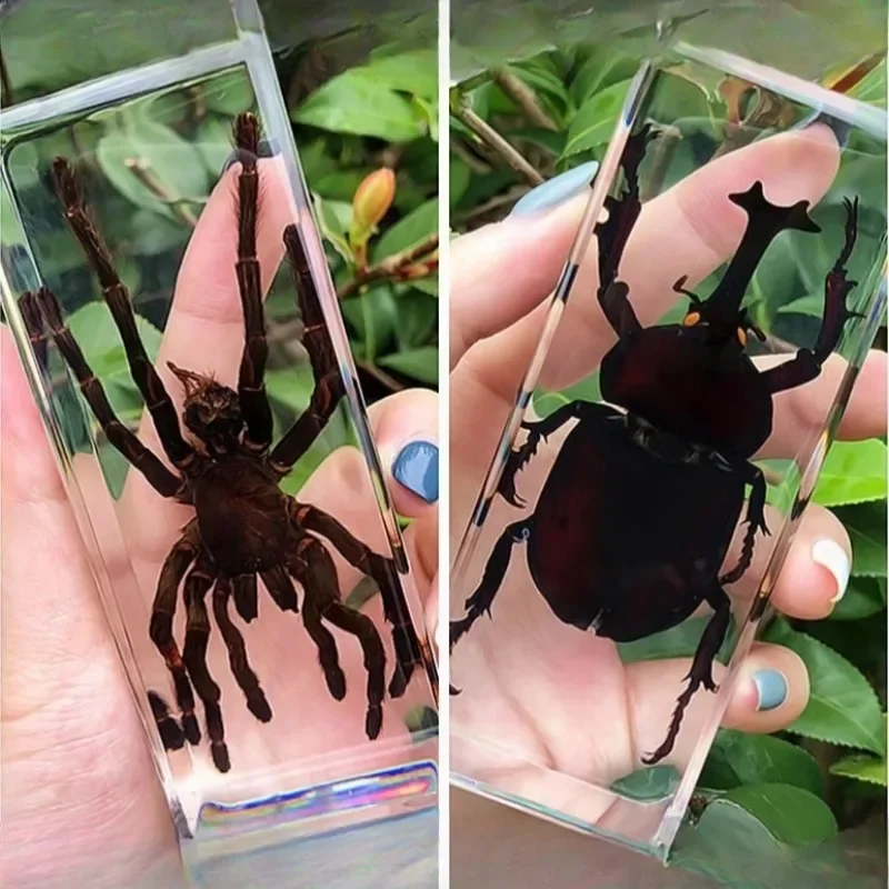 Real Insect Bug Specimen Taxidermia Clear Large Bug Epoxy Resin Spiders Beetles Large Insect Scorpion Specimen Craft Decoration