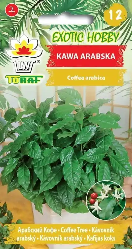 Graines de café arabe, arbre à café Arabica pour la culture à domicile, feuillage persistant, fleurs blanches parfumées et fruits rouges, semis toute l'année