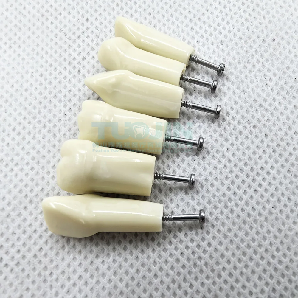 Thumbnail 4 - #26 Dental Teaching Models Deals & Discounts
