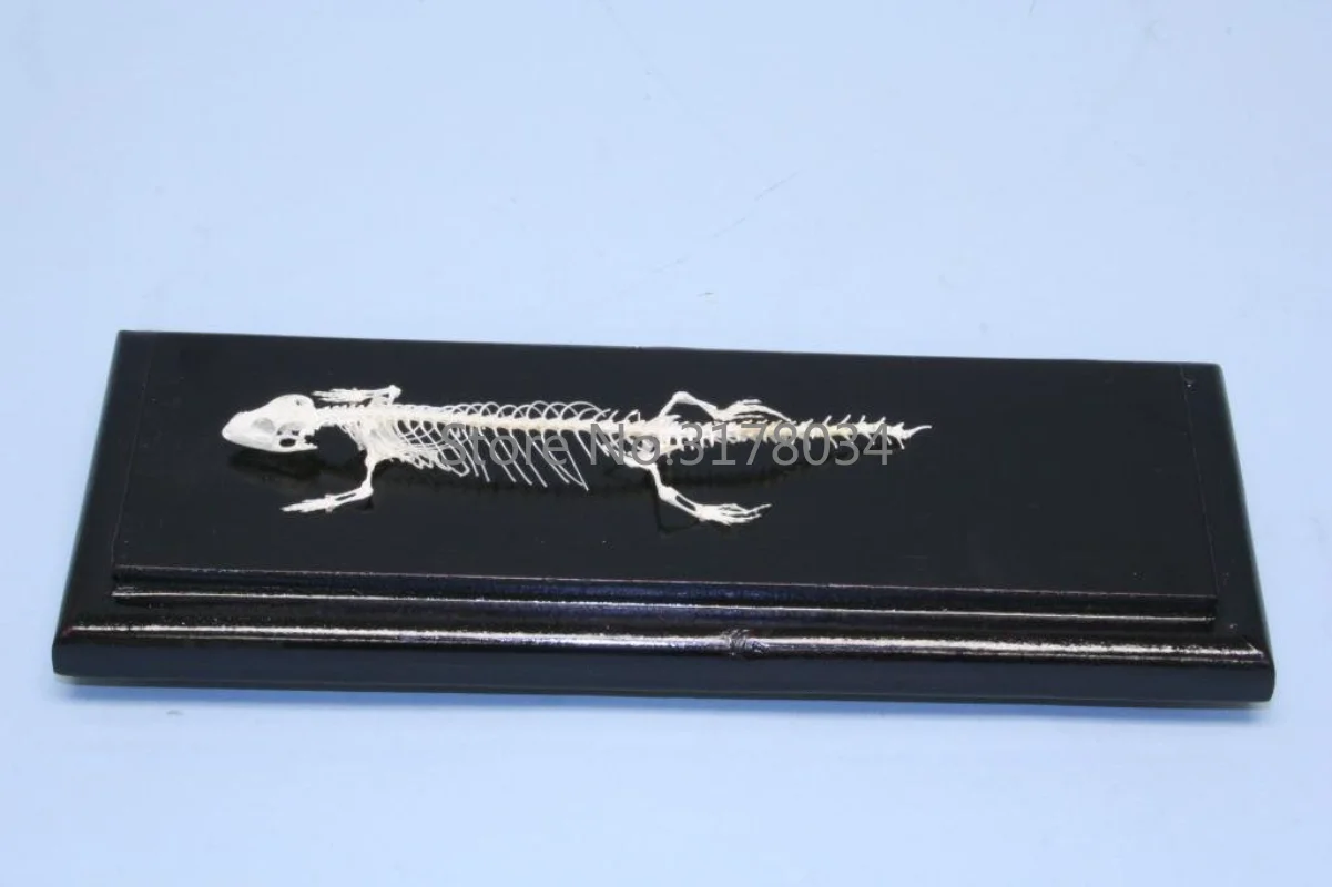 Real Lizard Skeleton Animal Specimen in Science Classroom Specimens for Science Education