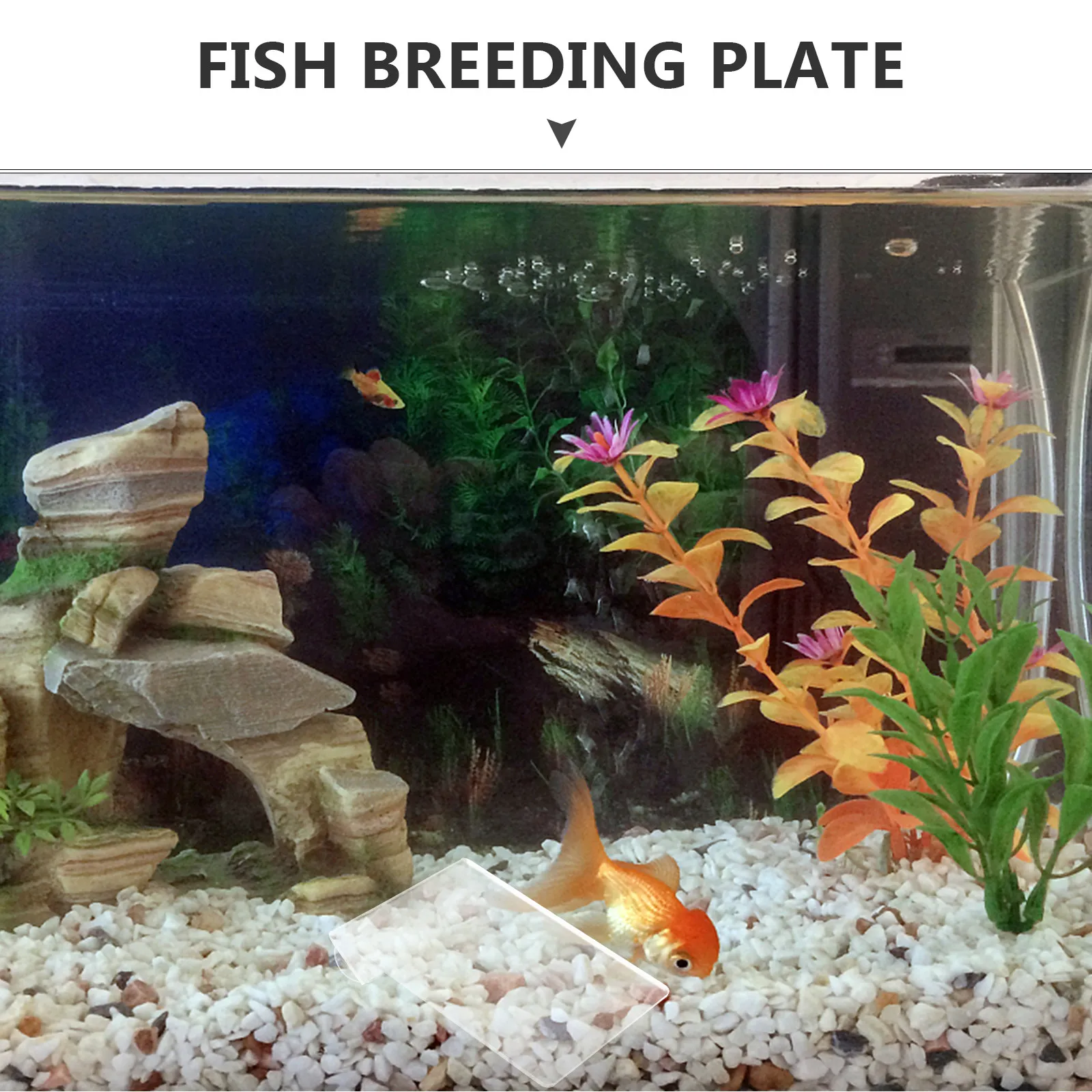 Fish Breeding Acrylic Material - Aquarium Fish Discus 评论和价格