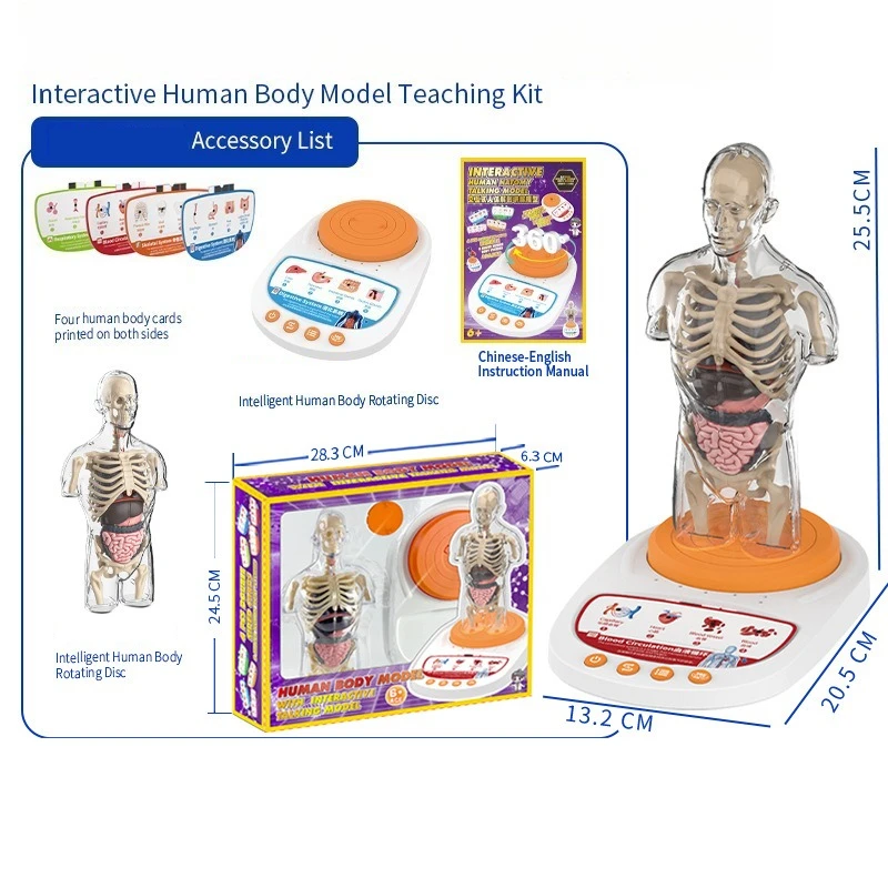 Human body model children's education detachable human anatomy model organ cognition