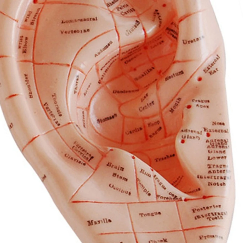 Versione inglese auricolari per agopuntura dell'orecchio modello modello di applicazione auricolare modello di punti di agopuntura dell'orecchio