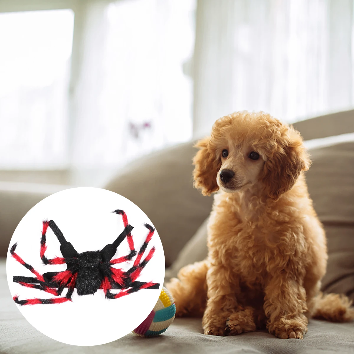 

Pet Spider Costume Dog Funny Supplies Halloween Turn into Cat
