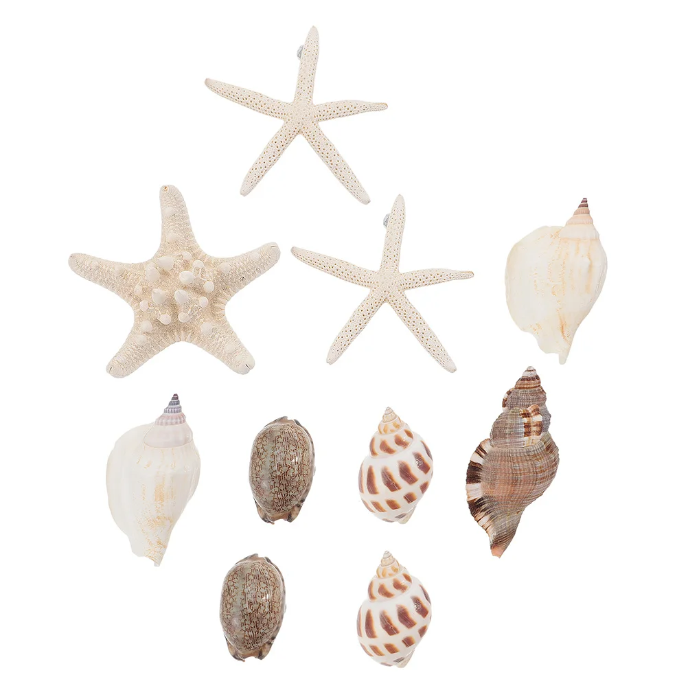 

10 Pcs Fridge White Board Shell Magnets Refrigerator Accessories Conch Funny Ocean