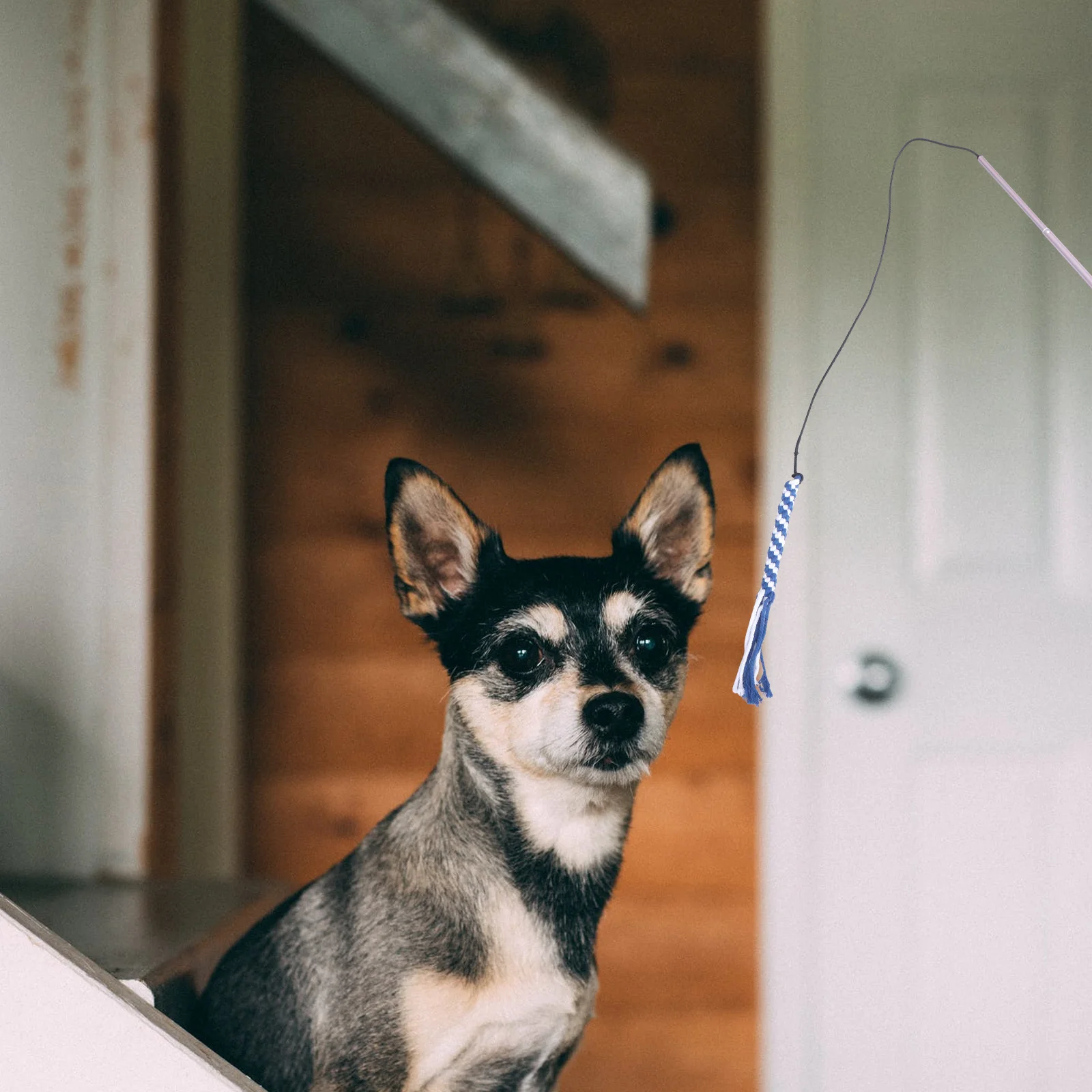 

Extendable Flirt Pole For Dogs Chasing Interactive Puppy Training Tool Collapsible Pet Play Rod Rosy Golden L