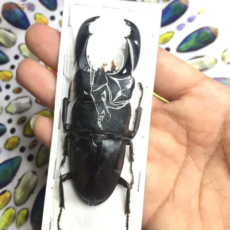 

Sulawesi giant flat stag beetle insect artifacts material museum collection art design living room decoration home decor