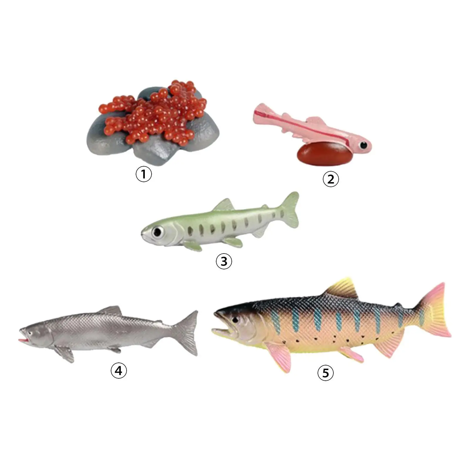 Life Cycle of Salmon Toys Animal Life Growth Cycle Figure Cognitive Teaching Props Farm Animals Figurines Games Party Role Play