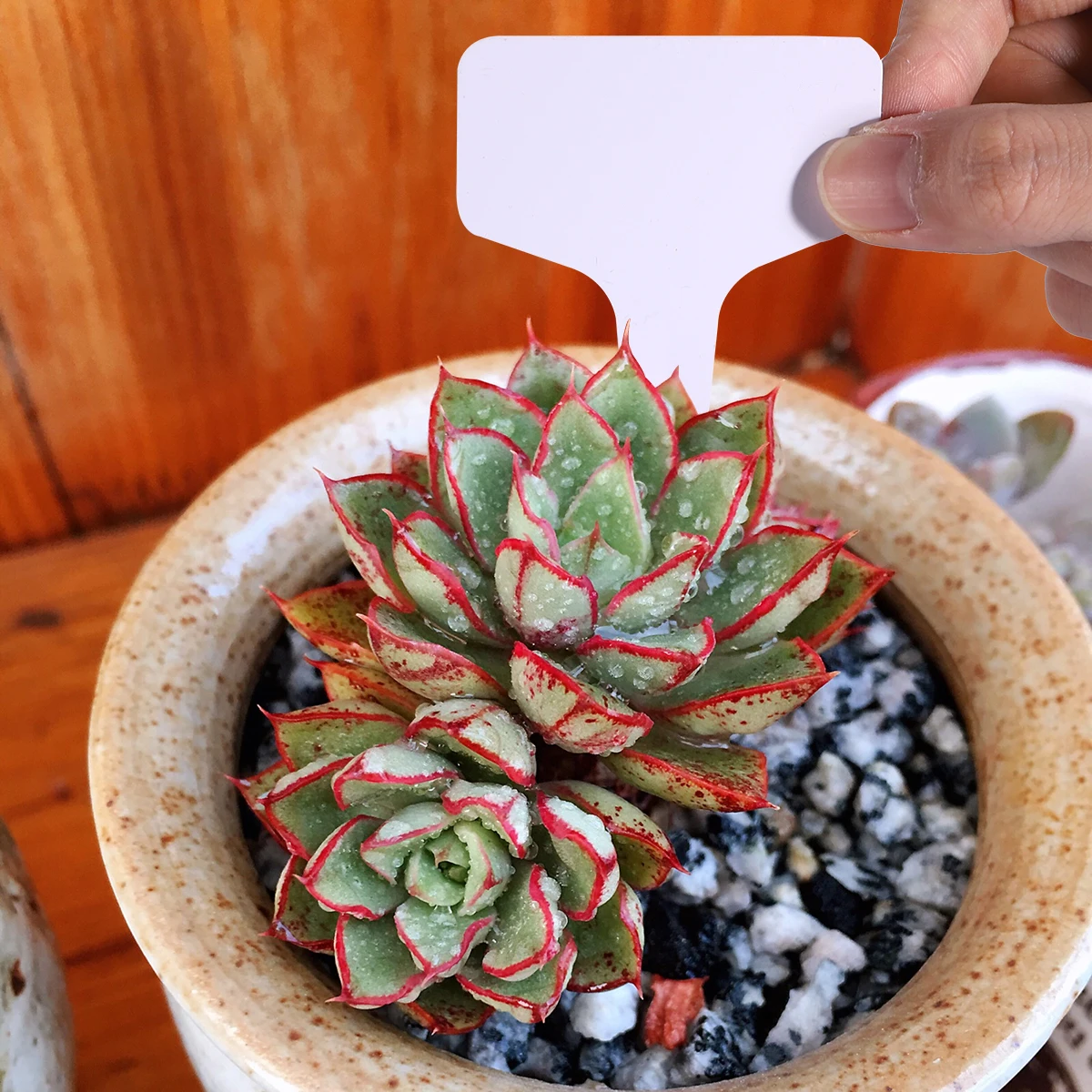 

100Pcs Garden Plant Labels Waterproof Reusable Plastic T-Type Tag Markers for Nursery Flower Bed Labeling Grey