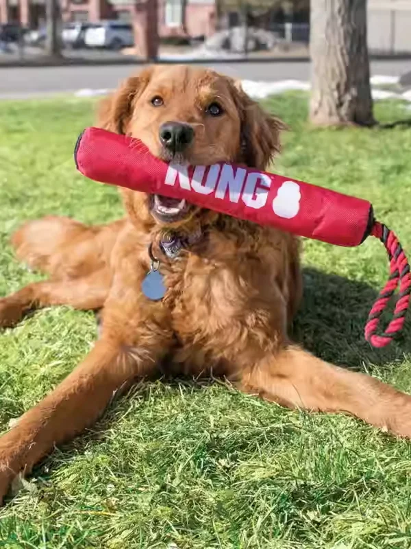 

KONG Signature Sti Dog Toy Interactive Tug of War Water Land Dual Purpose Training Chew Toys for Dogs Pet Supplies