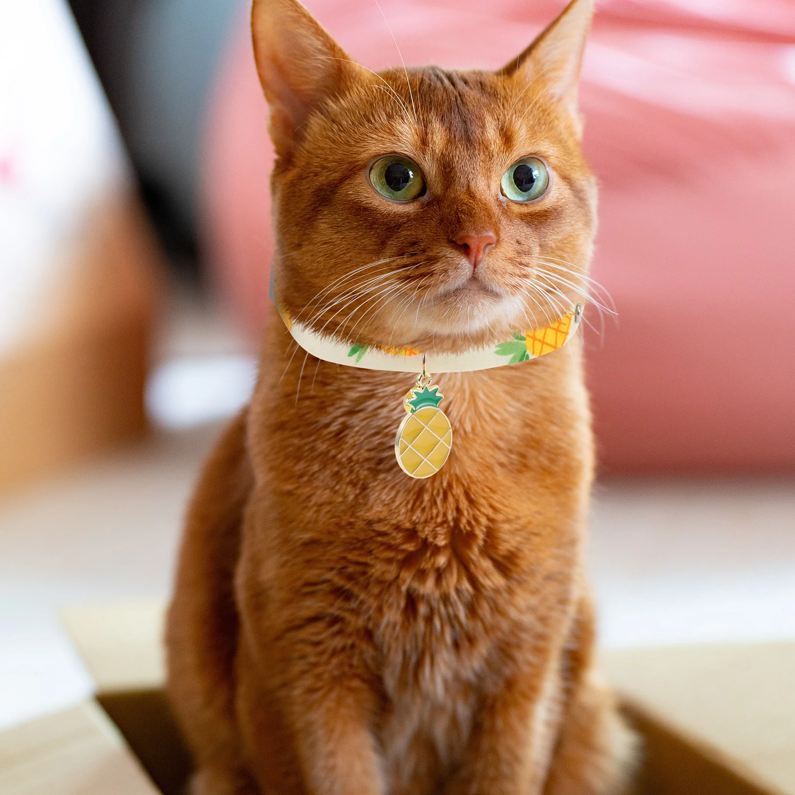 

2Pcs Pet Collars Adjustable Fruit Pattern Cat Collar with Bell Anti Lost Comfortable Dog Collar Puppy Kitten Cat Collars