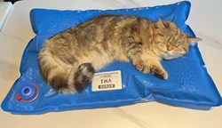 Pet Vacuum Positioning Mat, Acessórios cirúrgicos animais, Almofada pequena do exame veterinário